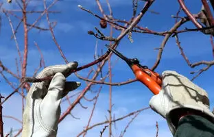 روش های هرس درختان در زمستان