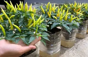 (ویدئو) به همین سادگی توی بطری پلاستیکی آب تو خونه فلفل قرمز بکار