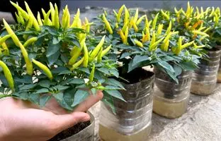 (ویدئو) به همین سادگی توی بطری پلاستیکی آب تو خونه فلفل قرمز بکار
