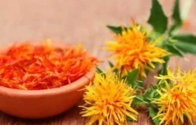 آشنایی و معرفی گیاه “گلرنگ” و نحوه پرورش آن