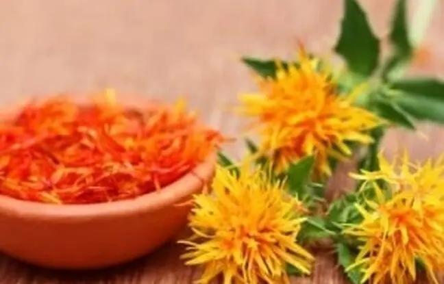 آشنایی و معرفی گیاه “گلرنگ” و نحوه پرورش آن
