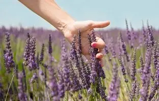 بهترین گیاهان آپارتمانی که استرس را کاهش می‌دهند