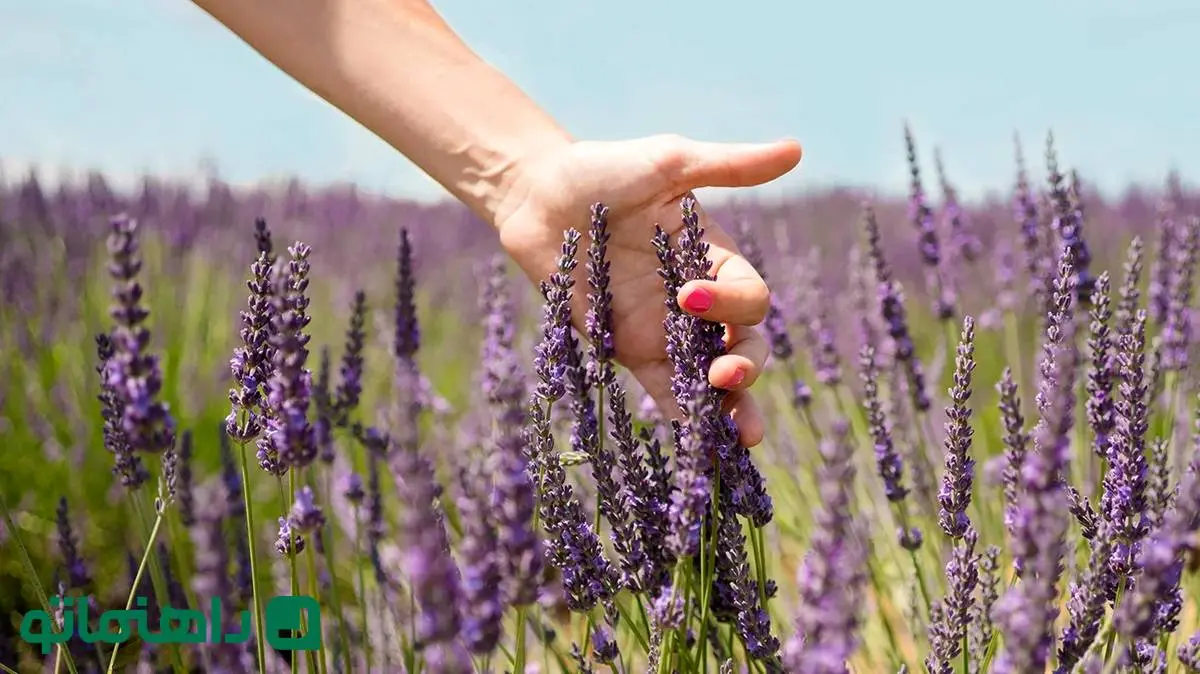 بهترین گیاهان آپارتمانی که استرس را کاهش می‌دهند