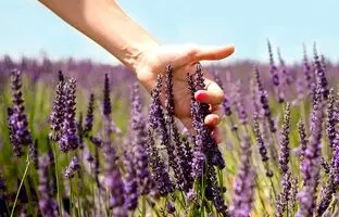 بهترین گیاهان آپارتمانی که استرس را کاهش می‌دهند