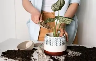 چه زمانی و چگونه خاک گیاهان آپارتمانی را عوض کنیم؟