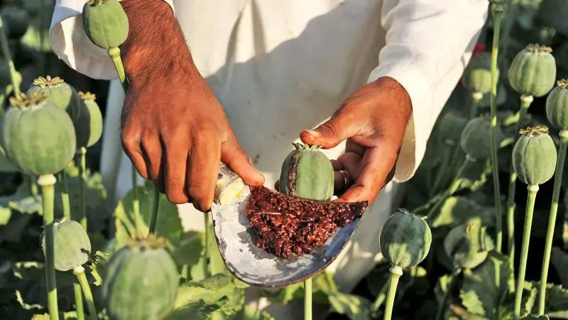  پایتخت مصرف تریاک در ایران؛ مردم این استان رکورددار مصرف تریاک شدند! + ویدئو