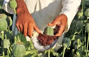  پایتخت مصرف تریاک در ایران؛ مردم این استان رکورددار مصرف تریاک شدند! + ویدئو