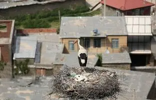 روستایی که تیربرق هایش خانه لک لک هاست