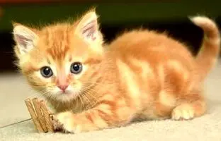 گربه‌هایی که کروموزوم‌هایشان جهش‌یافته است/ آیا گربه‌های نارنجی روانی هستند؟