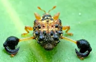 یکی از عجیب ترین پاهای جهان را این سوسک دارد! + عکس