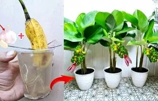 (ویدئو) چگونه میوه موز را در خانه به درخت موز تبدیل کنیم؟