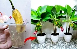 (ویدئو) چگونه میوه موز را در خانه به درخت موز تبدیل کنیم؟