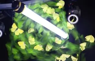 تاکنون درباره جذب حشرات به نور اشتباه می‌کردیم
