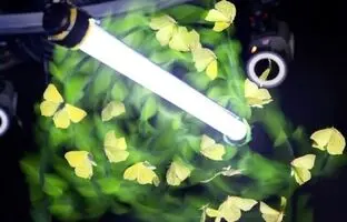 تاکنون درباره جذب حشرات به نور اشتباه می‌کردیم