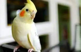 راهنمای کامل نگهداری عروس هلندی + نکات و راه حل مشکلات