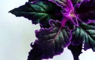 آموزش دقیق و کامل نگهداری گیاه ژینورا + آفات و مشکلات