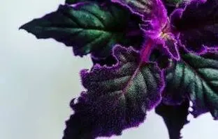 آموزش دقیق و کامل نگهداری گیاه ژینورا + آفات و مشکلات