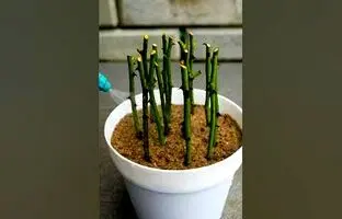 (ویدئو) گل رز رو اینطوری قلمه بزن و تکثیر کن