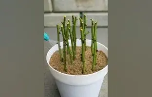 (ویدئو) گل رز رو اینطوری قلمه بزن و تکثیر کن