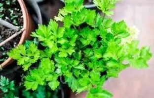 معرفی گیاهان دارویی قابل پرورش در خانه + فواید هر کدام