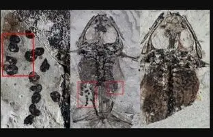 (تصاویر) کشف قورباغه فسیل‌شده عصر دایناسورها در لحظه جفتگیری با تخم‌هایی در شکم