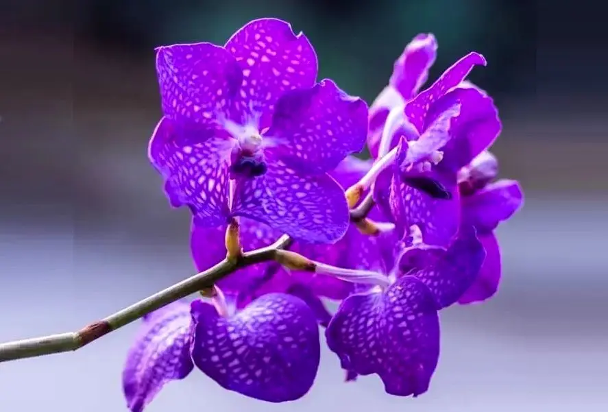 زیباترین گیاهان آپارتمانی بنفش برای داشتن یک دکوراسیون رویایی