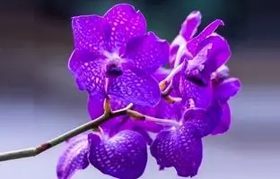 زیباترین گیاهان آپارتمانی بنفش برای داشتن یک دکوراسیون رویایی