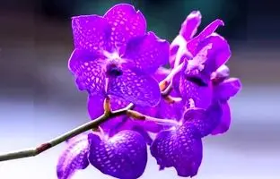 زیباترین گیاهان آپارتمانی بنفش برای داشتن یک دکوراسیون رویایی