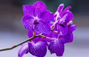 زیباترین گیاهان آپارتمانی بنفش برای داشتن یک دکوراسیون رویایی