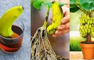 (ویدئو) یک روش ساده و سریع برای پرورش موز در خانه