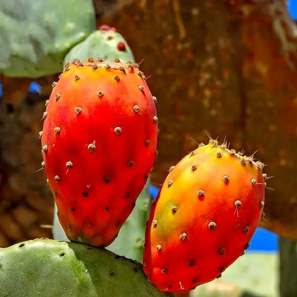 خواص میوه کاکتوس برای کبد، قلب، بارداری، زنان و مردان!