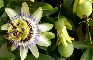 راهنمای پرورش گل ساعتی و نکات مهم مراقبت از این گیاه
