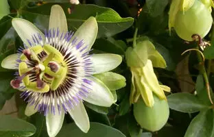 راهنمای پرورش گل ساعتی و نکات مهم مراقبت از این گیاه
