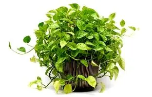 گلدان مناسب پتوس چه خصوصیاتی دارد؟