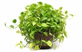 گلدان مناسب پتوس چه خصوصیاتی دارد؟