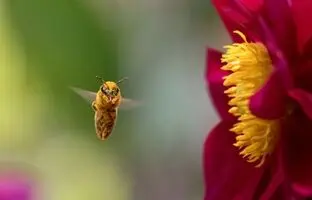 حشرات چطور می‌فهمند کدام گل گرده دارد؟