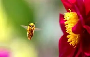 حشرات چطور می‌فهمند کدام گل گرده دارد؟