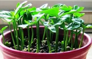 اگه می خوای با هسته مرکبات سبزه عید بکاری، همین امروز دست به کار شو!