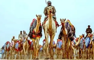 (ویدئو) جشنواره شتر خادم حرمین شریفین با جایزه ۱۸ میلیون دلاری