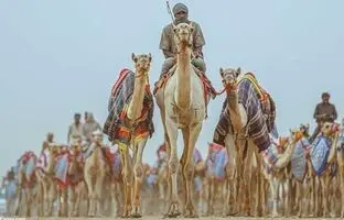 (ویدئو) جشنواره شتر خادم حرمین شریفین با جایزه ۱۸ میلیون دلاری