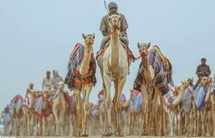(ویدئو) جشنواره شتر خادم حرمین شریفین با جایزه ۱۸ میلیون دلاری