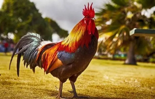 نگاهی به انواع نژادهای خروس و سبک زندگی خروس در ایران