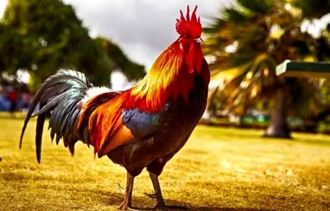 نگاهی به انواع نژادهای خروس و سبک زندگی خروس در ایران