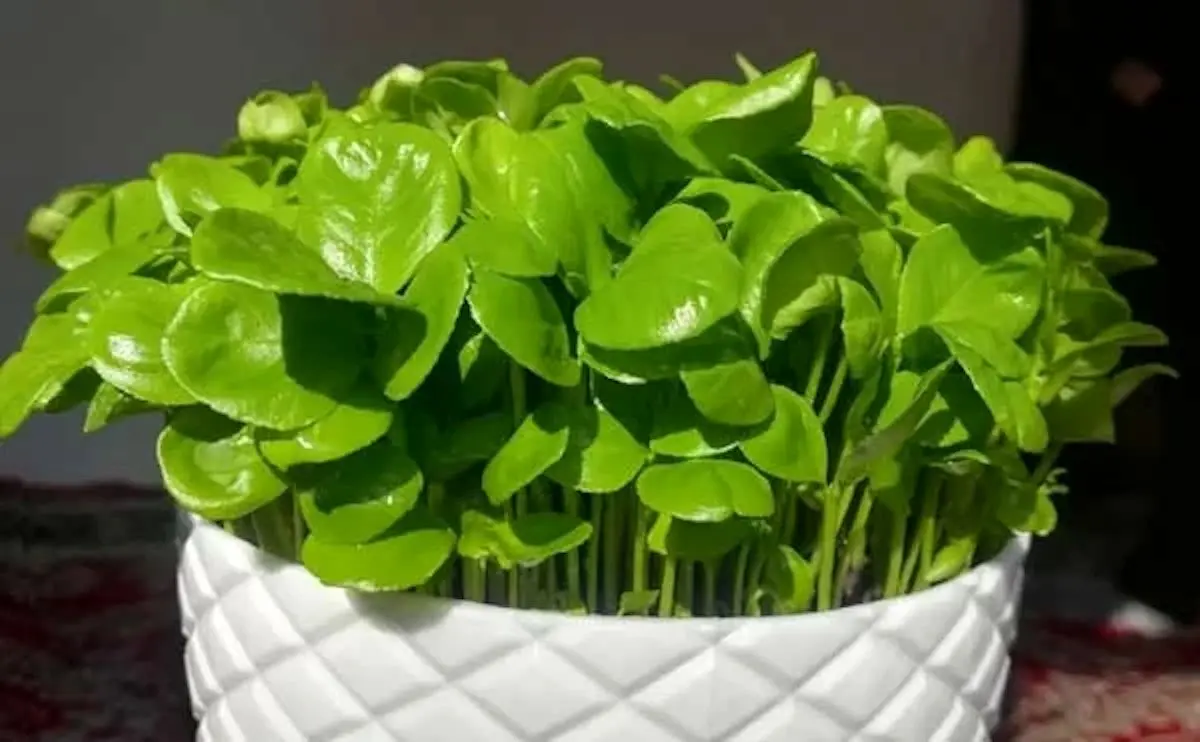 کاشت سبزه عید با تخمه آفتابگردان، کدو تنبل و خربزه؛ سریع و آسان