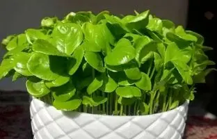 کاشت سبزه عید با تخمه آفتابگردان، کدو تنبل و خربزه؛ سریع و آسان