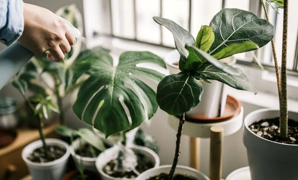 گیاهان گرمسیری عجیب و غریبی که بخوبی در آپارتمان رشد می کنند