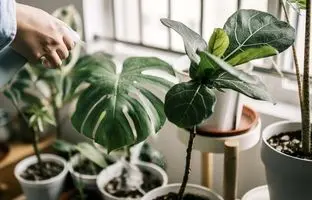 گیاهان گرمسیری عجیب و غریبی که بخوبی در آپارتمان رشد می کنند