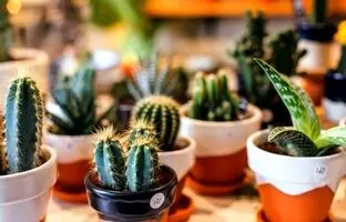 شرایط لازم برای نگهداری کاکتوس در خانه + تمام نکات نگهداری از کاکتوس
