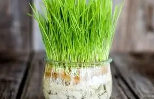 عید امسال متفاوت ترین سبزه رو درست کن؛ آموزش کاشت سبزه شناور