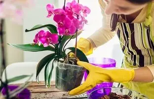 اینطوری از گل ارکیده مراقبت کن تا سالهای سال داشته باشیش!